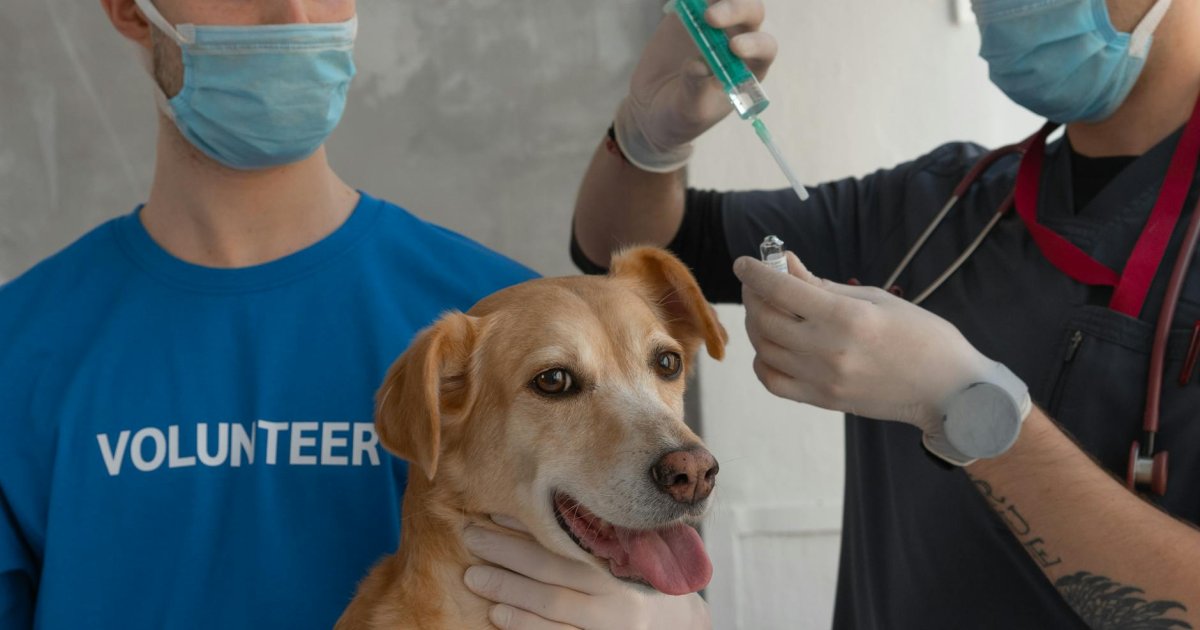 Como um Pet Shop Transformou Lembretes de Vacinas em Experiência Sem Estresse