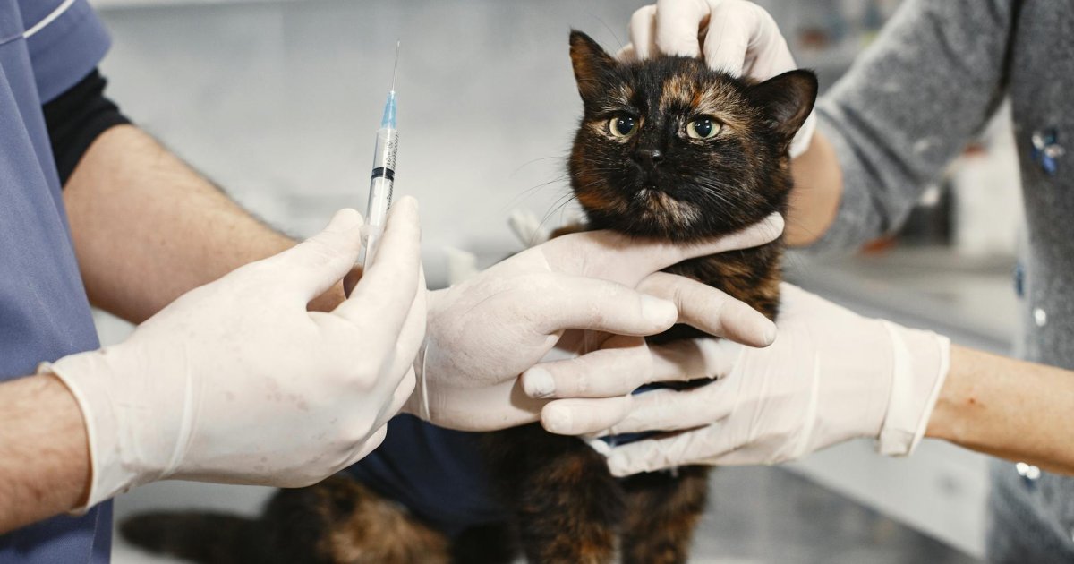Como um Pet Shop Reduziu Faltas em 80% com Lembretes Automáticos de Vacinas