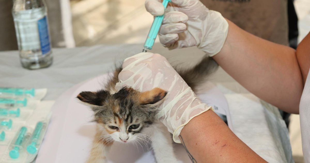 Como um Pet Shop Transformou a Gestão de Vacinas e Aumentou o Comparecimento em 80%